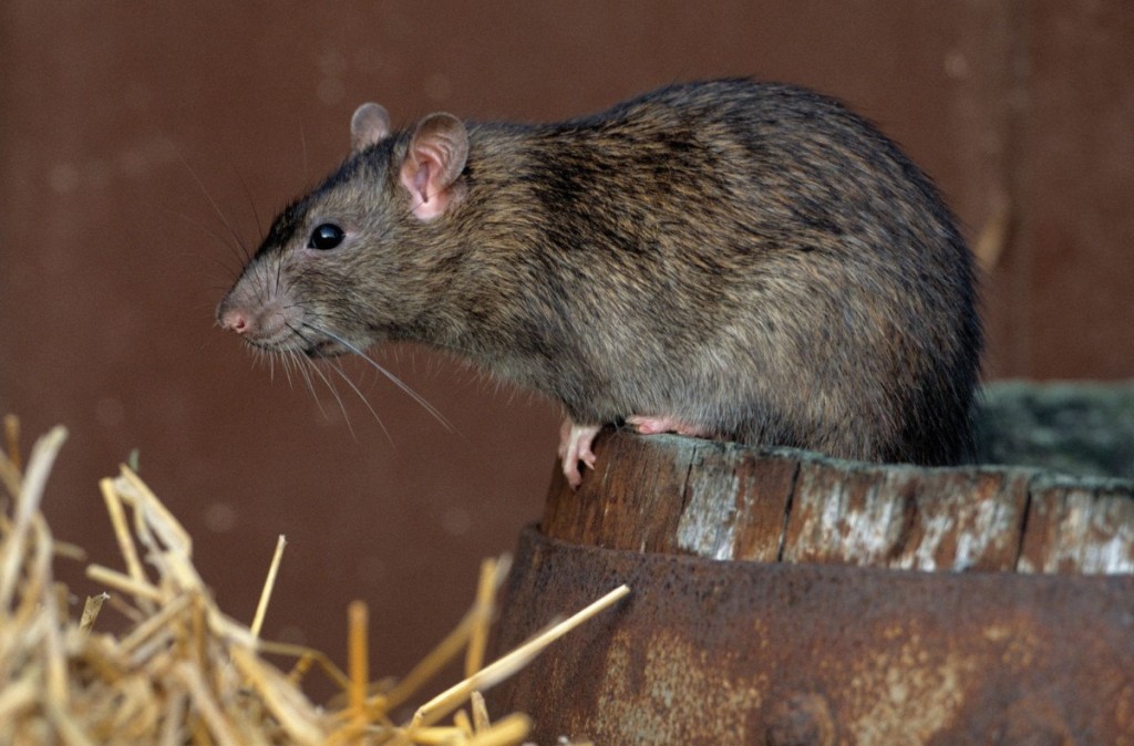 Turistas denunciaron la aparición de ratas en Playa Grande