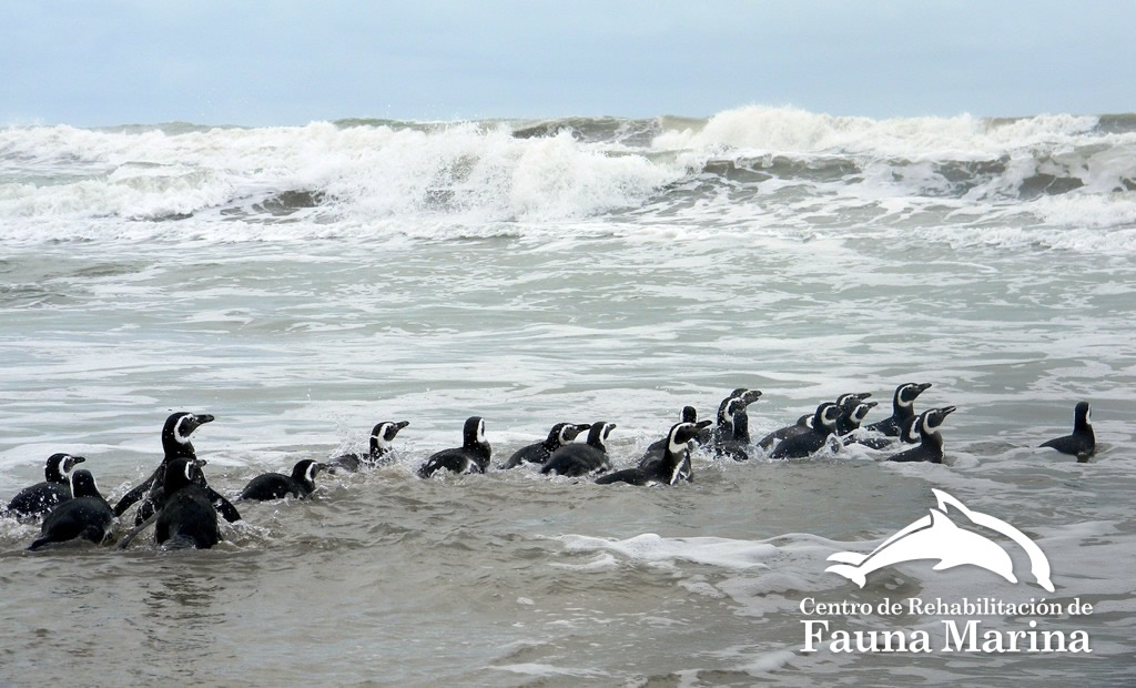 Se liberaron 23 pingüinos recuperados por el Aquarium Mar del Plata