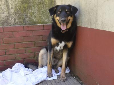 Tandil: un perro espera por su amo en los consultorios externos del Hospital Santamarina