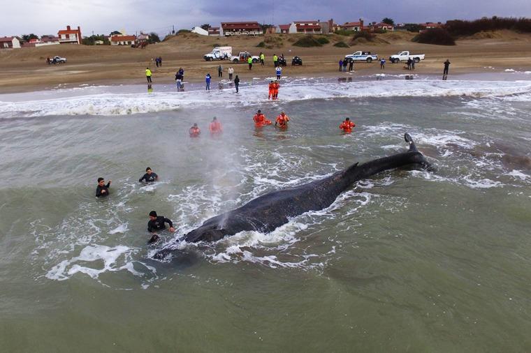 Prefectura trabaja para rescatar a una ballena que encalló en Mar del Tuyú