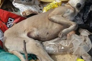 Solicitan adopción urgente para perra abandonada en el basural