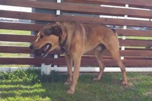 Dueños desesperados buscan a perro perdido durante el temporal