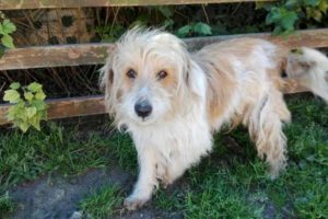 Sus dueños se mudaron y lo abandonaron; necesita adopción