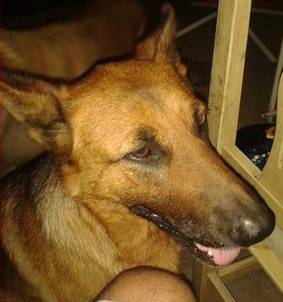 laya