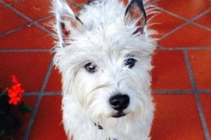 Benito, el cachorro que nunca se olvidó de su familia luego de haber sido robado