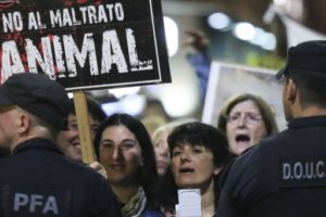 Prohibieron por ley las carreras de galgos