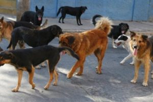 Esquel: hallan envenenados a más de 50 perros y gatos