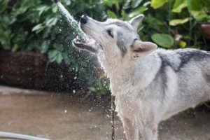 Cómo cuidar a tu perro durante el verano