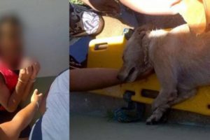 Macabro: dejó encerrado a su perro en el auto para ir a la playa y murió sofocado
