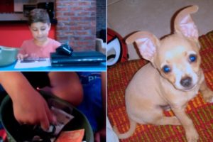 Un niño perdió a su perro y ofrece como recompensa una Play 3 y sus juguetes