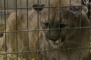 Rescatan miles de animales que iban a ser vendidos en el mercado negro