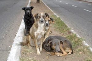 Proponen la creación de un hospital veterinario municipal en General Pueyrredon
