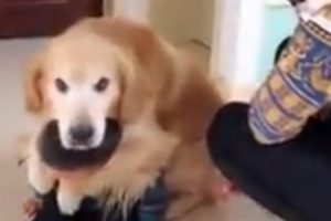 La reacción más tierna: un perro abrazó a un niño para defenderlo de un reto