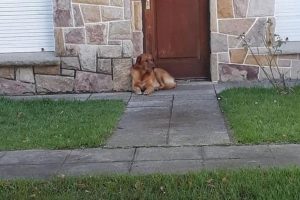 Una familia se fue a vivir a otra provincia y abandonó a su perro