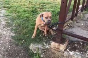 Abandonó a su perro atado con una triste nota: “Pasó toda su vida en una habitación”
