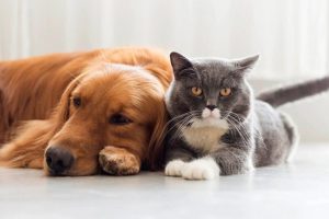 Consulta veterinaria, vacunas y castración, entre los beneficios de la nueva cobertura médica para las mascotas
