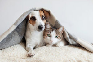 El coronavirus y los animales de compañía: los gatos y los perros ¿pueden contagiarse?