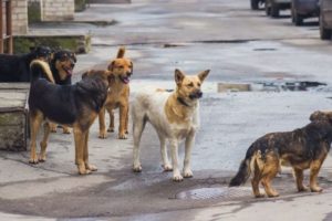 Avanzarán en la actualización de la ordenanza de “preservación de la vida animal”