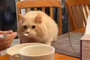 “Te quiero mucho gatito dramático”: el video viral que muestra la increíble actuación de una mascota