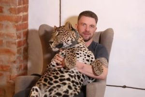 Cuidaba un leopardo en un zoo, dejó el trabajo y el animal casi muere de tristeza