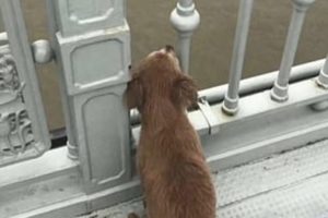 Conmovedor: un perro esperó por cuatro días a su dueño que se había suicidado.