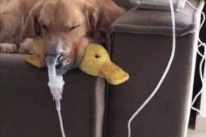 La historia del perro que dormía bajo la lluvia y encontró una familia que le brinda todo su amor