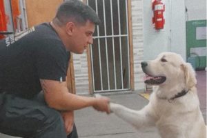 Nació en la calle, un bombero lo adoptó y, por un sentido especial, ahora trabajan juntos
