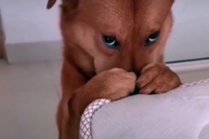 Viral: retó a su perro por portarse mal y su tierna reacción conquistó a todos