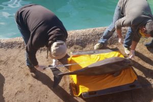Rescataron un pequeño cetáceo en la zona del Torreón del Monje