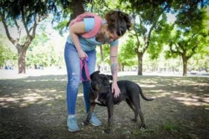 Nuevo cronograma de vacunación antirrábica y castración de mascotas