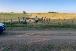 Tandil: Robaron más de 500 vacunos valuados en 35 millones de pesos a un productor radicado