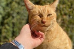 Cronograma para castración de animales y vacunación antirrábica