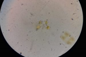 Detectan una floración de algas no tóxica en las playas del norte de la ciudad