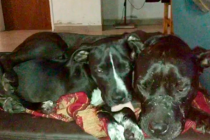 Extraño hecho en Tandil: mataron a balazos a 2 perras de  una epidemióloga