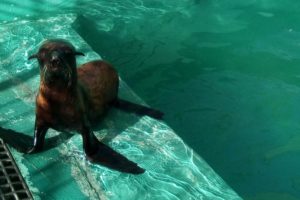 Reinsertaron en el mar a un lobo marino recuperado