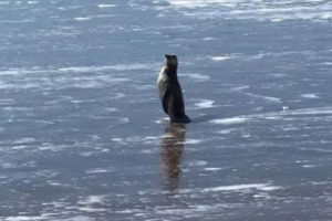 Mar del Plata: un pingüino sorprendió a todos en Playa Grande