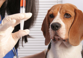 Vet with syringe and cute dog looking. Focus is on the dog.