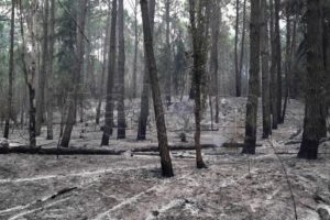 Unos 70 bomberos trabajan para apagar un incendio en la reserva de Cariló