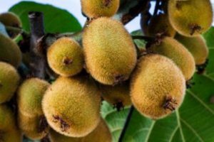 Denuncian el hurto de kiwis a productores locales