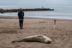 Apareció una foca cangrejera en La Perla
