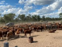 Imputan al hijo de Alperovich por el robo de vacas en Santiago del Estero