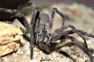 Advierten que la araña “bananera” que apareció en Mar del Plata puede causar una erección y luego la muerte