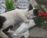 La historia del viral de la gata que “custodia” una tumba