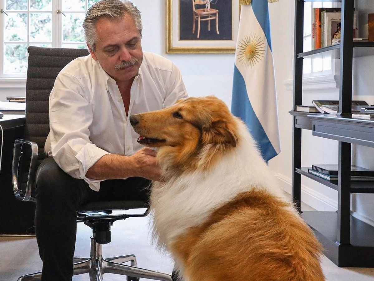 Dylan, el perro de Alberto Fernández, protagonizó un spot electoral de la oposición