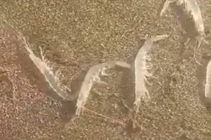 La costa de Playa Grande se vio tapizada por una especie marítima poco habitual