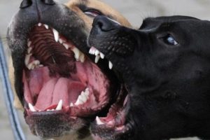 Una mujer fue atacada por dos perros en el barrio Jorge Newbery