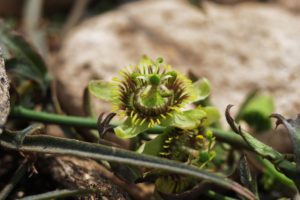 Plantarán especies nativas en las plazas bonaerenses