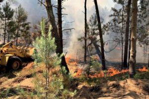 Incendio en el bosque de Pinamar amenaza un barrio privado