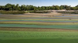 Costa bonaerense: presencia de cianobacterias en Berisso y Ensenada y “alerta naranja”