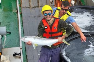 INIDEP capturará ejemplares vivos de pez limón para potenciar el desarrollo de su tecnología de cultivo